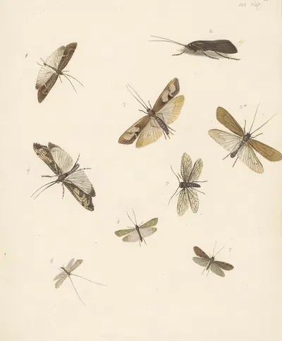 Studieblad met acht nachtvlinders by Albertus Steenbergen, 1824 - 1900 — digital art print download