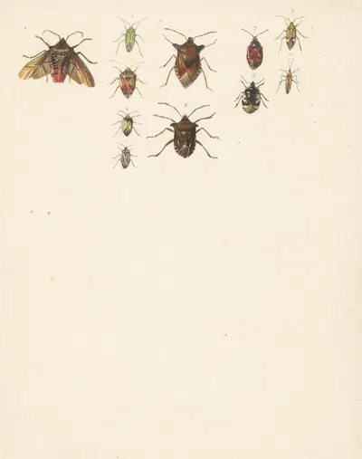 Studieblad met elf verschillende kevers by Albertus Steenbergen, 1824 - 1900 — digital art print download