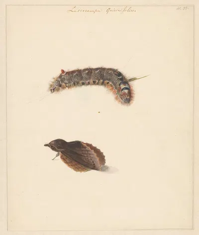 Studieblad met rups en nachtvlinders, Lasiocampa Quireifolia by Albertus Steenbergen, 1824 - 1900 — digital art print…