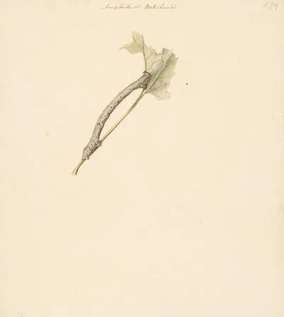 Studieblad met rups, Amphidasis Betularia by Albertus Steenbergen, 1824 - 1900 — digital art print download