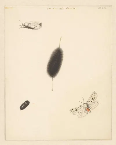 Studieblad met rups, cocon en nachtvlinder met uitgespreide vleugels van de Aretia Menthastri by Albertus Steenbergen, 1848…