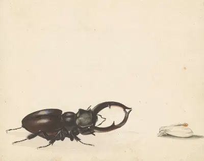 Studieblad met vliegend hert en pas uitgekomen nachtvlinder by Albertus Steenbergen, 1824 - 1900 — digital art print download