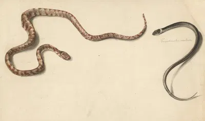 Twee tropische slangen by Albertus Steenbergen, 1824 - 1900 — digital art print download