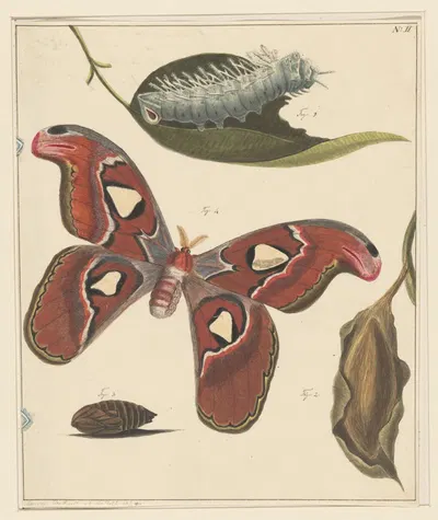 Studies van een rups, een vlinder en een pop by Александр Вер Хуэл, 1832 - 1897 — digital art print download