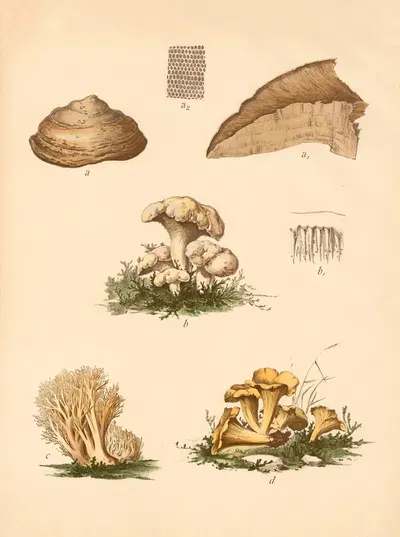 Echter Feuer- oder Zunderschwamm. Stachelpilz, Goldgelber Keulenpilz, Eierschwamm by C. Dietrich, 1911 — digital art print…