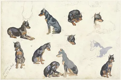 Studies van een hond by Anna Maria Kruijff, 1880 - 1946 — digital art print download