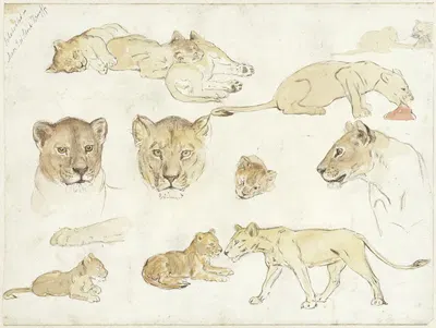 Studies van leeuwen by Anna Maria Kruijff, 1880 - 1946 — digital art print download