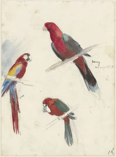 Studies van papegaaien by Anna Maria Kruijff, 1880 - 1946 — digital art print download