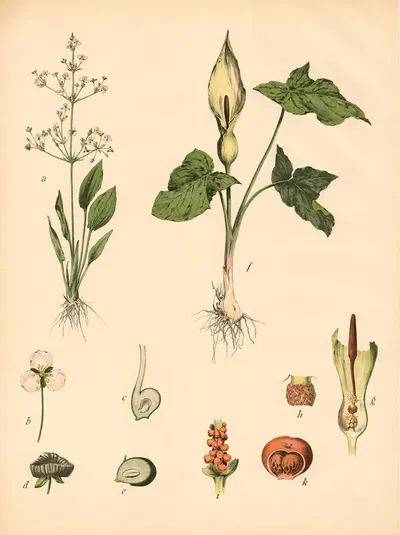 Gem. Froschlöffel u. Gefleckter Aron by C. Dietrich, 1911 — digital art print download