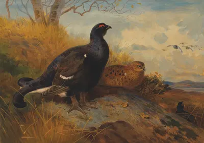 Blackgame on a rocky outcrop, with a loch beyond by Archibald Thorburn — digital art print download