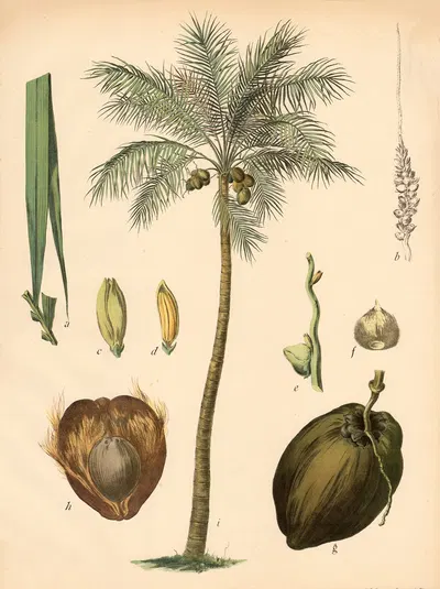 Kokospalme by C. Dietrich, 1911 — digital art print download