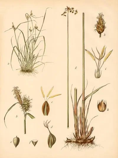 SeeSimse u. Gelbe Segge by C. Dietrich, 1911 — digital art print download