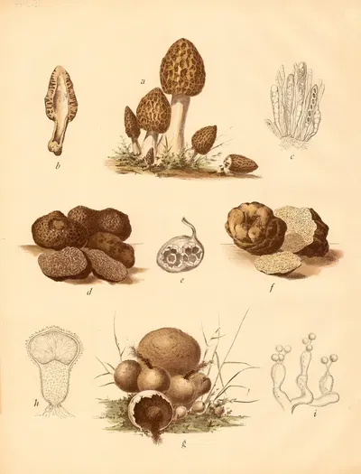 Speisemorchel Maitrüffel, Weisse Trüffe by C. Dietrich, 1911 — digital art print download