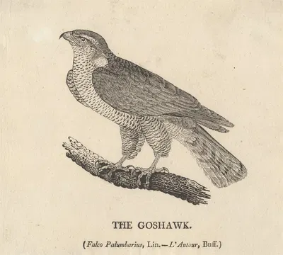The Goshawk by Thomas Bewick — digital art print download
