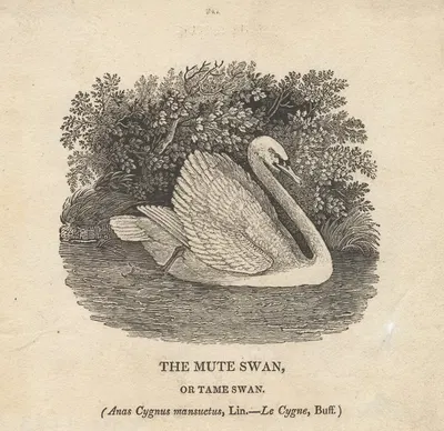 The Mute Swan, or Tame Swan by Thomas Bewick — digital art print download