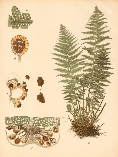 Wurmfarn by C. Dietrich, 1911 — digital art print download