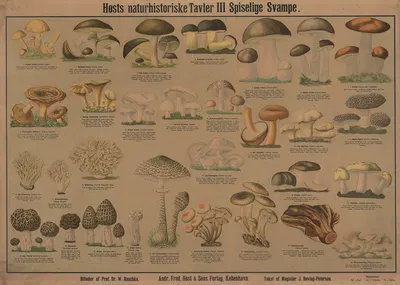 Edible mushrooms by Dr. W. Raschke, 1909 — digital art print download