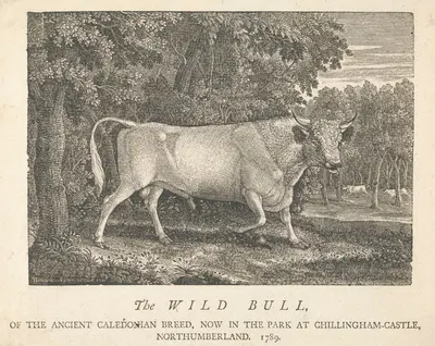 The Wild Bull, of the Ancient Caledonian Breed, Now in the Park, at Chillingham-Castle, Northumberland by Thomas Bewick,…