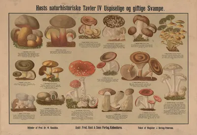 Inedible and poisonous mushrooms by Dr. W. Raschke, 1909 — digital art print download