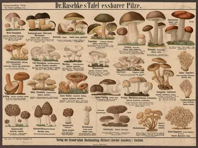 Edible mushrooms by Э. Шивик, 1909 — digital art print download