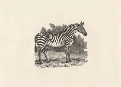 Zebra by Thomas Bewick, 1799 — digital art print download
