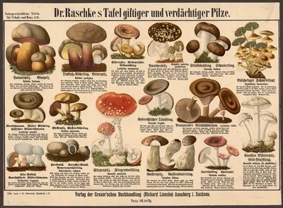 Poisonous and suspicious mushrooms by Э. Шивик, 1909 — digital art print download