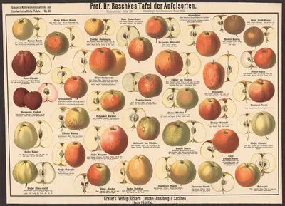 Apple Varieties by Э. Шивик, 1909 — digital art print download
