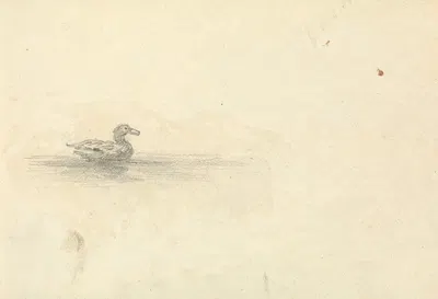 Sketch of a Duck by Thomas Bradshaw — digital art print download