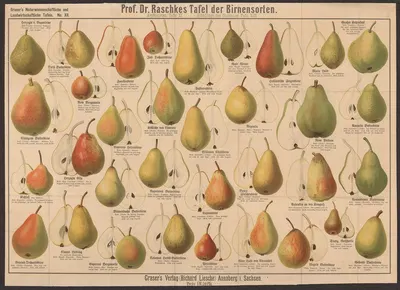 Pear varieties by Э. Шивик, 1909 — digital art print download