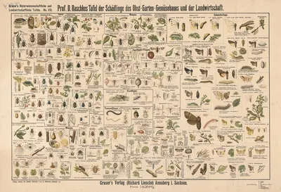 Pests affecting fruit and vegetable cultivation by Э. Шивик, 1909 — digital art print download