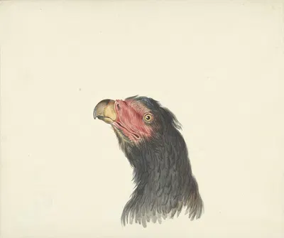 Kop van een gier by Circle of François Levaillant, 1763 - 1824 — digital art print download