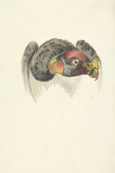 Kop van een koningsgier (Sarcoramphus papa) by Circle of François Levaillant, 1763 - 1824 — digital art print download