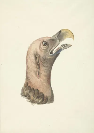 Kop van een Oorgier (Otogyps auricularis Daud) by Circle of François Levaillant, 1763 - 1824 — digital art print download
