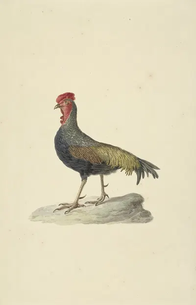 Sonnerat's hoen by Circle of François Levaillant, 1763 - 1824 — digital art print download