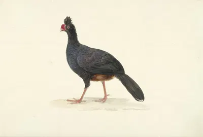 Zwarte loopvogel met korte dikke rode snavel by Circle of François Levaillant, 1763 - 1824 — digital art print download