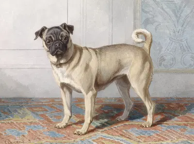 Portrait of Edwin vom Rath’s Pug by Conradijn Cunaeus — digital art print download