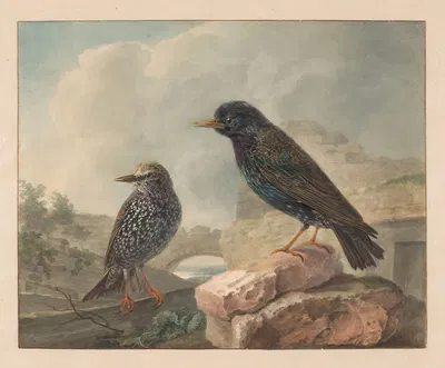 Twee spreeuwen by Cornelis van Hardenbergh, 1765 - 1873 — digital art print download