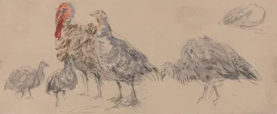 Study of Turkeys by David Cox — digital art print download
