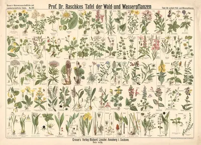 Forest and aquatic plants by Э. Шивик, 1909 — digital art print download