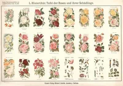 Roses and pests by Э. Шивик, 1909 — digital art print download