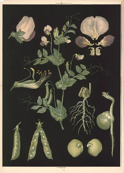 Field-pea by Ebba Masalin, 1905 — digital art print download