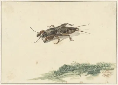 Insect by Жерар Сандерс, 1754 — digital art print download