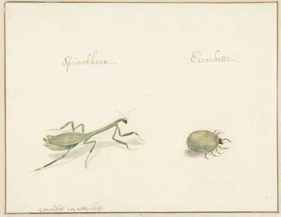 Twee insecten by Gerardus van Veen, 1643 - 1648 — digital art print download