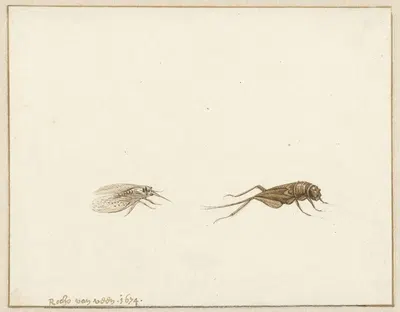 Twee insecten by Gerardus van Veen, 1674 — digital art print download