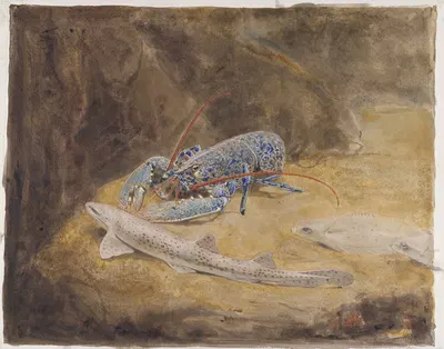 Aquarium met drie Noordzee vissen; Zeekreeft, Hondshaai en Schol by Gerrit Willem Dijsselhof — digital art print download