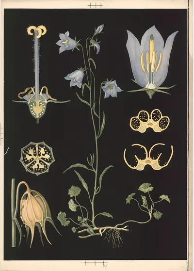 Harebell by Ebba Masalin, 1905 — digital art print download