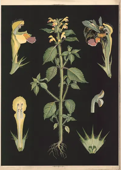 Large-flowered hemp-nettle by Ebba Masalin, 1905 — digital art print download
