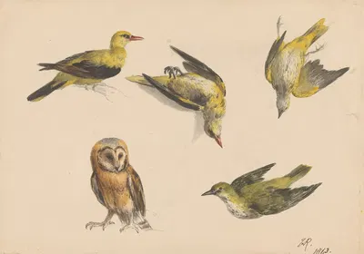 Studies van een uil en twee wielewalen by Анриэтта Роннер-Книп, 1843 — digital art print download