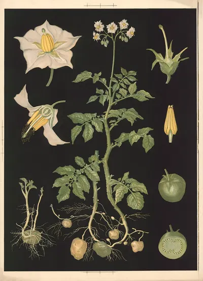 Potato by Ebba Masalin, 1905 — digital art print download