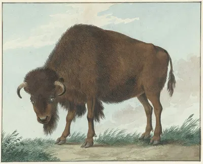 Bison by Isaac van Haastert, 1808 — digital art print download